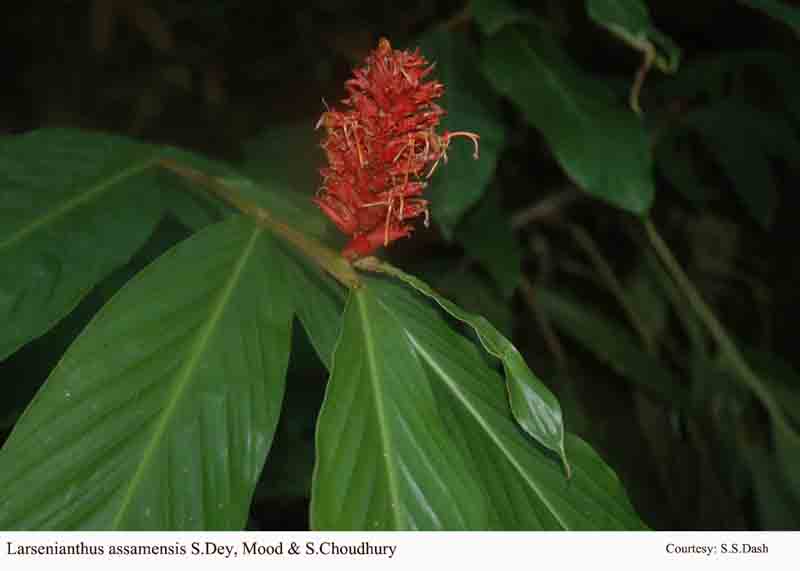 Larsenianthus assamensis S.Dey, Mood & S.Choudhury